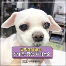 방학동물외과센터