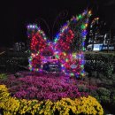 마산합포구 ⓔ-28 | 마산가고파국화축제 밤 야경, 드론쇼 후기, 음식 먹거리, 해상불꽃쇼 불꽃놀이 시간