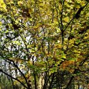 올해의 풍년을 예고하는 豊年花(Witch Hazel)가 피었습니다 이미지
