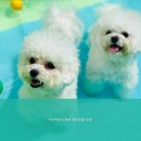 마이하우스퍼피 애견호텔 유치원 이미지