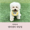 강아지이름표_댕띠댕띠 네임빕 후기