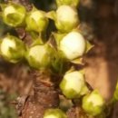 배가농원 이미지