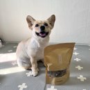 골디리 | 강아지 수제 화식 골디리 기호성 좋은 저탄고지 화식