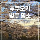 [후쿠오카 여행 코스] 벚꽃 명소 마이즈루 공원 :: 4월 1일 기준 만개 벚꽃 축제(오호리 공원, 스타벅스)