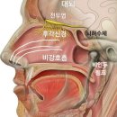 내안에스킨앤바디