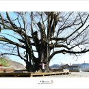 야사 4 갑동경로당 | 전남 화순 야사 마을 (19.1.11) 3편화순 야사리(和順 野沙里 ) 은행나무 .야사마을 시골장터 .규남 하백원