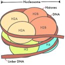 히스톤(HisTone) 네이버블로그