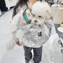 루루 반려견 | 2026 서울 펫페어 펫앤모어 마곡 첫 날 방문 후기 | 중형견 백팩