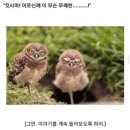애송이 이미지