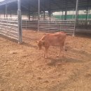 달맞이목장 이미지