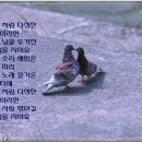 비둘기집 Daum카페