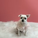 또왕또왕 Dog Salon 이미지