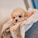 푸른들 동물병원 이미지