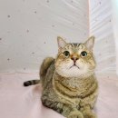 24시스마트동물메디컬센터 이미지