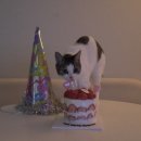 낫투스윗 이미지