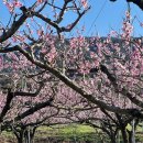 선영농장 | 순천 월등 복숭화꽃 만개! 분홍빛 도화 천국 나들이 feat.풀뿌리흑두부