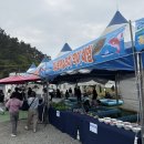서천 광어도미축제 2026 방문후기 주차 광어잡기