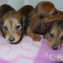 리코리아몰 이미지