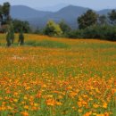 꽃 음악회 이미지