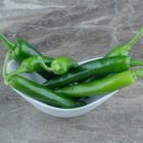 황금낙지 이미지