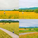 구미파크골프장 화장실(4번, 자전거 도로 옆) | 대구근교 5월 가볼만한 구미 금계국 명소 BEST3, 캠핑. 차크닉. 인생샷까지