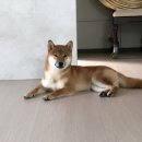 밀목주유소 이미지