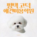 고덕산업환경 | 평택 고덕애견미용학원 비교한 솔직 후기!