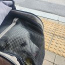 이룸독트레이닝 | [은평구] 서울강아지훈련소 이룸독트레이닝 짖음 개선