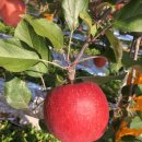 장자골 농장 이미지