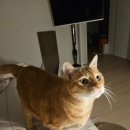 서울아산병원(20대) | [후기(?)] 20대 뇌종양 및 감마나이프 1년 뒤