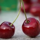 체리 이미지