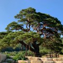 1893 | 경외감과 웅장함의 노송도(老松圖)