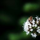 제스퍼(JASPER) 이미지