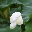 꼴미 이미지