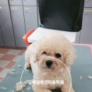 우리집강아지 애견미용 이미지