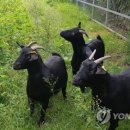 산지흑염소 이미지