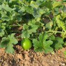 축복농장 이미지