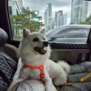 타요타요 펫택시 이미지