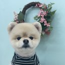 붕가붕가샵 | <붕가붕가애견샵> 광주광역시 남구 임암동 포메라니안 전문 강아지미용실 / 전체가위컷 곰돌이컷 후기