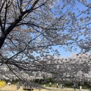 계양경기장 주경기장 | 인천 벚꽃명소 추천 서부천 서부간선수로 벚꽃길 계양 서운체육공원 2026 만개