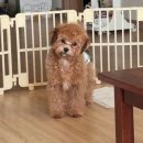 영종H동물의료센터 | 말티푸 강아지 중성화 수술 후기, 토리가 힘들어요:(