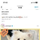 이따리아