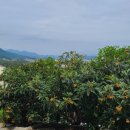 비파농장 이미지