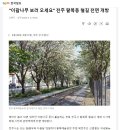 팔복동 이팝나무 철길 개방 소식 이미지