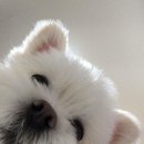 강쥐생각 이미지