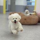 pet 161거2584 | [대구 애견유치원] 동대구역 근접한 펫사랑 유치원 데이케어 내돈내산 후기