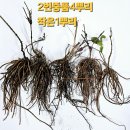 마감/노랑미치광이/큰으아리/박새/윤판/홀아비/세신/복수초/참취/풀솜대/청보라.흰노루귀/현호색/처녀치마/앵초/금낭화/산갓/꽃범의꼬 이미지