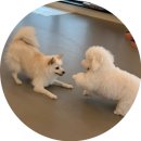 멍프리스쿨 이미지