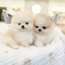 야옹아 멍멍해봐 강아지고양이 평택점 이미지