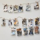 그루밍포유 | [길고양이마을 성수협력점] 고양이+토끼+기니피그 카페 / 구조묘 사회화, 무료 입양 / 스압 주의 / 서울...
